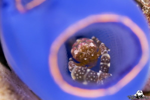 Shrimp inside the tunicate by Raffaele Livornese 
